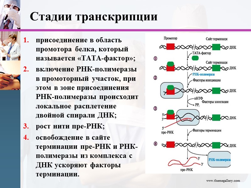 Стадии транскрипции присоединение в область промотора белка, который называется «ТАТА-фактор»; включение РНК-полимеразы в промоторный